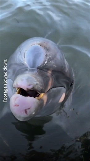 Would YOU Want to Kiss Strangers All Day? 🐬💔