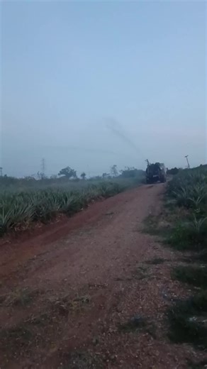 #เทรนด์วันนี้ #เพรชบุรีหวานมาก❤️💯 #สัปปะรดทั้งปี🍍 #ไร่ตั้งวิชัย🍍🍍🍍