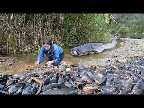 Lucky fishing day: Hand-catching 500kg+ stream carp & giant catfish for market sale with my kids