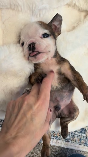 Walter vs Matilda 🥰 | Cleft Rescue Unit