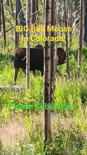 BIG Bull Moose in Colorado at Rocky Mountain National Park!