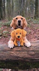 Did you get your Archie plushie yet? We’re halfway there and I wanted thank everyone who has supported our Archie plushie campaign so far! Your purchases have brought us halfway to our goal, and we couldn’t be more grateful. Each Archie plushie sold brings us closer to making this dream a reality. If you’ve already adopted an Archie plushie, we’d love to know where in the world he and Mr. peepers will be coming home to! Share your location in the comments below. Your support means the world to u