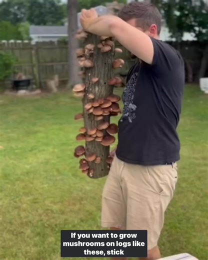 For a limited time, get 20% off all log growing supplies with code ‘GROWLOGS’! 🍄 Inoculate today so your logs are ready to produce when the season hits! | North Spore