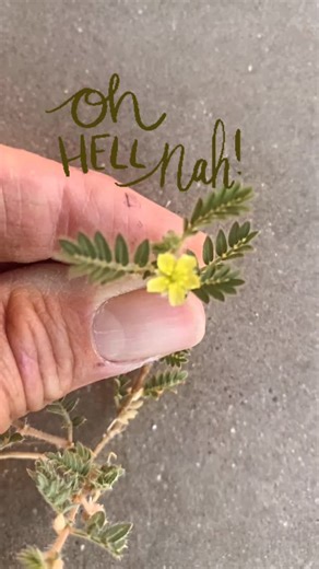 єvєrч lєαf spєαks вσtαnícαl studíєs. on Instagram: "Tribulus terrestris, Puncture vine, is a low growing summer annual with opposite, finely divided compound leaves. Bright yellow flowers appear one at a time in the leaf axils. But the real problem is the fruit, a gnarly spiny, hard capsule. These burrs can injure animals, people, and easily puncture bike tires. It’s invasive in California and many other states. A single plant can produce 200 to 5,000 seeds in one growing season, depending on mo
