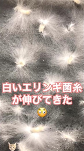 [Re-growing vegetables] I tried growing king oyster mushrooms using a substrate 🍄‍🟫 #shorts