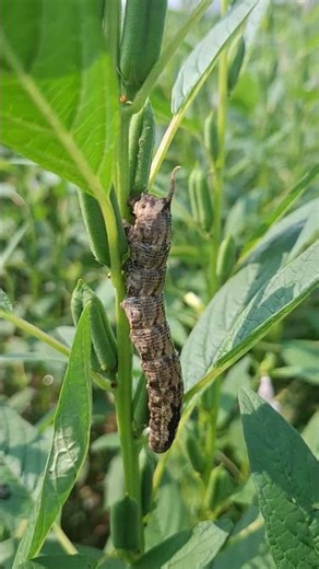 Did you know there’s a moth with a skull on its back?This is the Death’s-head hawk moth