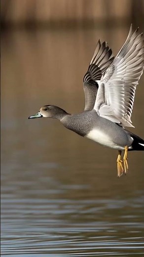 Gadwall duck flying #gadwall #duck #waterfowl