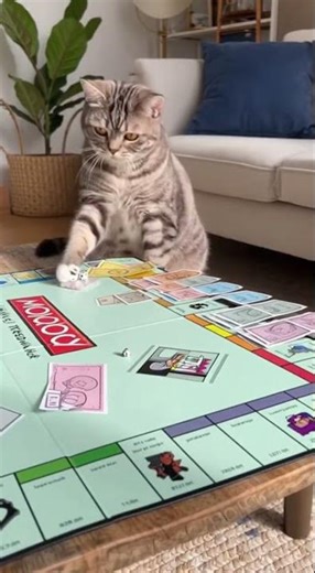 Monopoly Cat is a Cheater! (Caught Red-Handed!) 😼💰