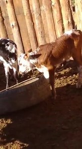 35 reactions · 11 comments | Sanibona bahlobo emini bebade. IZIKO LEMFUYO LISEMQOKA | Nongxamela herbs | Facebook