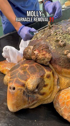 Molly’s next chapter: Barnacle Removal! Molly, an adult loggerhead sea turtle encrusted in barnacles, was rescued in the Florida Keys last week. With critically low blood levels, she survived having a 10.1 pound tumor removed. Gaining her strength back, Molly was ready for barnacle removal today!🐢❤️ Keep sending prayers and healing energy Molly’s way!❤️‍🩹 #connectandprotect #rescuerehabrelease #seaturtlerescue #loggerheadseaturtle #loggerhead #turtle #turtlehospital #marathonturtlehospital #se