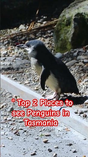 📍Top 2 Places to See Penguins in Tasmania #penguins #tasmania #tasmaniaaustralia