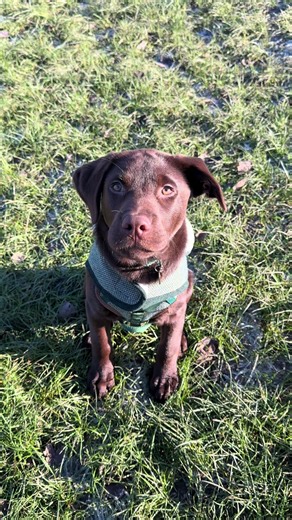 Adorable Chocolate Labrador Puppy Moments