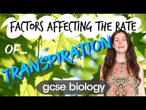 FACTORS AFFECTING THE RATE TRANSPIRATION GCSE Biology 9-1 | Combined Sci