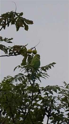 Have you seen this ALIEN SPECIES? #wildlife #birds #alien