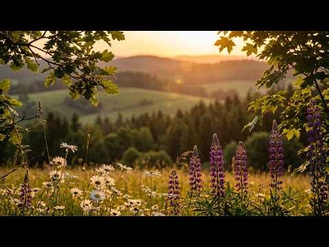LIVE 🔴 Wildflower Meadow Ambience | Gentle Breeze & Peaceful Birdsong | 24/7 Nature Sounds