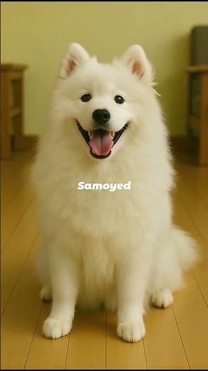Samoyed Puppy to Adult Transformation | The Smiling Snow Angel of Siberia