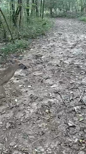 CURIOUS FAWN SENSES THE FOREST BEFORE SPRINTING | Cute Deer Short #shorts