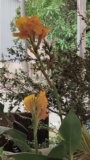 VID20260126101358自來水上2朵花