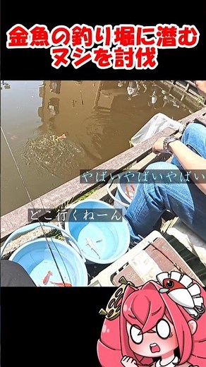 金魚の釣り堀に潜むヌシを釣り上げるよ！ #金魚 #釣り #ひらやすみ
