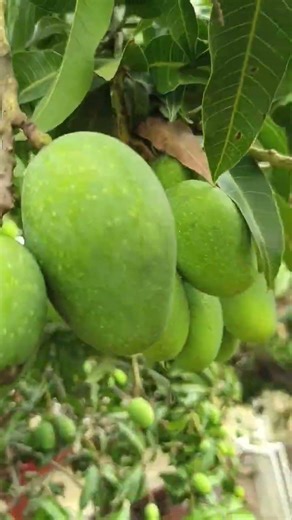 Beautiful Mango 🥭
