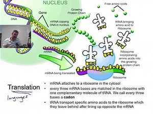 H#14 Polypeptide Synthesis I