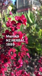 16K views · 291 reactions | MANUKA in 1889 (Leptospermum scoparium) #gardening #survival #bushcraft #newzealand #rongoa | Prepper Kiwi | Facebook