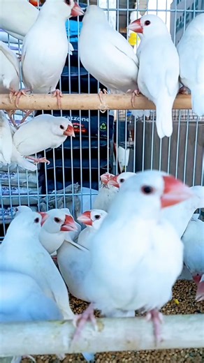 🥰 Java Brid #shorts #birdsounds #amazing video 🥰