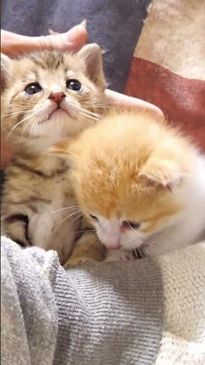かわいいニャー6発【赤ちゃん猫 保護猫】 #kitten #好きな子猫 #gatto #子ネコ #cat #meow #エウレカねこ部 #kitty #cute