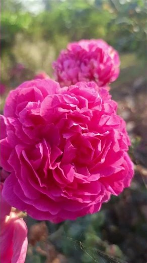 beautiful Rose🌹flower #ytshorts #nature #rose