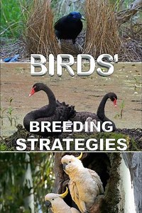 Birds' Breeding Strategies - Movie