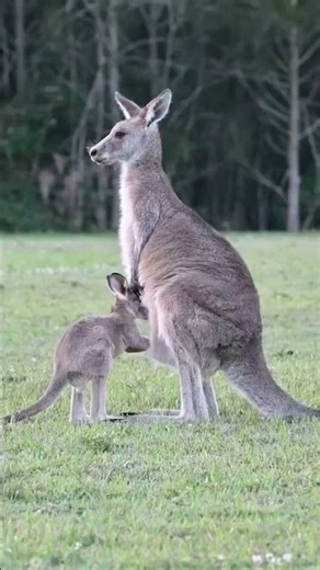 Kangaroo #animals #animalshorts #funfacts #animalfacts