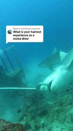 Bull Sharks in Fiji: A Thrilling Dive with Nature's Predators