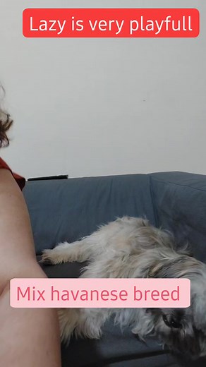 My mix havanese dog breed in action at very playfull that's proven with this video #viralreels #fbreels #reels #doglife #mypet #doglover #havanesedog | MOMMYMayAnn