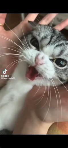 Cats vs Gorillaz Clint Eastwood challenge #Trending #Cats