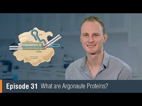 NEB TV Ep. 31 -What are Argonaute Proteins?