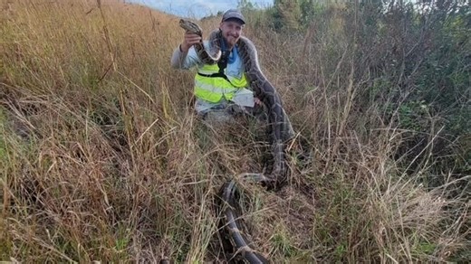 Removal of extra large (giant!) python highlights November competition