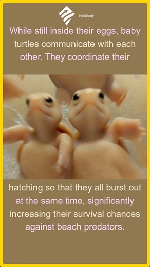 The Secret Language of Unborn Turtles