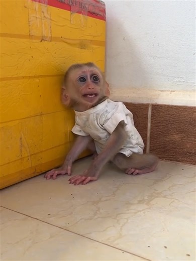 Baby Monkey's Tantrum: Comfort from Mom