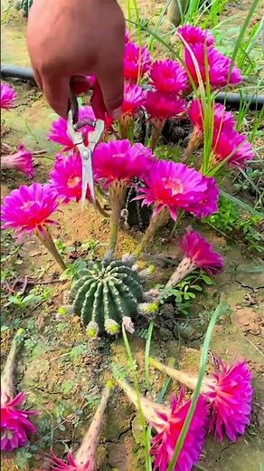 Breathtaking Cactus Flower Blooming (Satisfying) 🌵✨