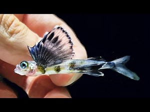 "Flying Fish: The Most Amazing Fish in the World"