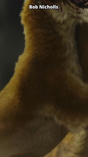 5.9K views · 483 reactions | Bite marks on Smilodon noggins! #fossil #prehistory #paleontology #Smilodon #sabretoothcat | Dino Guy | Facebook