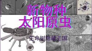 太阳原虫Solarion 潜伏十亿年的支系