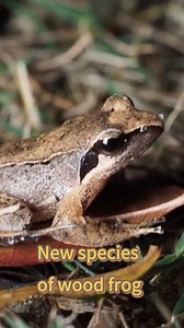 How tiny can a frog be? A new species of wood frog with its largest adult female specimen measuring only 3.5 cm has been discovered in east China's Zhejiang. #frog #amphibian #China #species #discovery | China Xinhua News