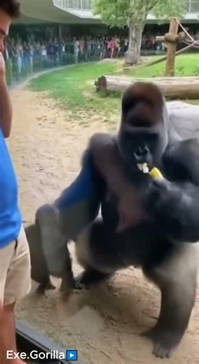 Dad Gorilla Ruined the Baby’s “Phone Call” 😂🦍