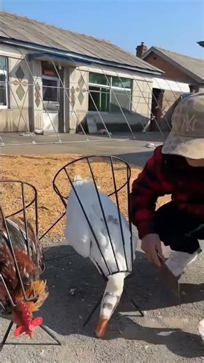 Rural Farmer #countrylife #satisfying #farmlife #agriculture # 101066 #automobile #garden #corn