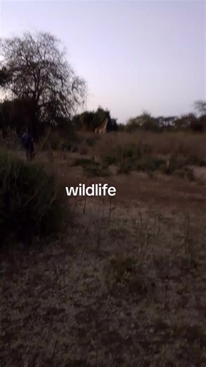 Bravo mike (@barakalothymollel)’s videos with Get On It - Chris Alan Lee