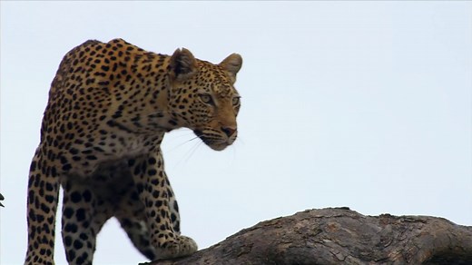 Nature's Fear Factor • 2021 • NOVA PBS HD