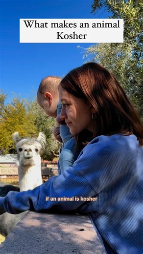 Chana (Bassman) Horowitz on Instagram: "There are two signs the Torah tells us, that makes an animal kosher. Chews it cud and has split hooves. #animals #kosher #fyp #torah"