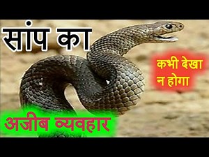 Shocking snake reaction: Snake jumps out and run away after watching me on my workplace 03/10/2018