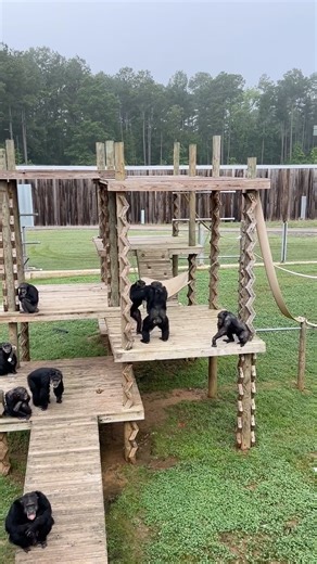 Playtime with Zort's Group 💚 💚 | Chimp Haven